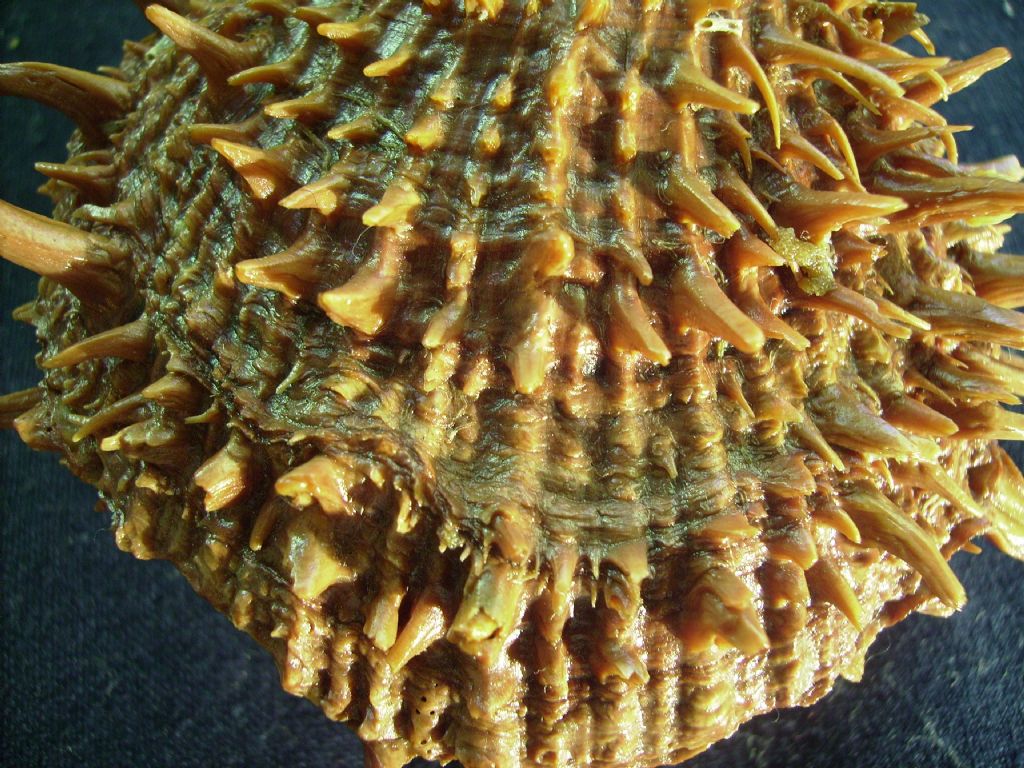 Spondylus cevikeri e Spondylus gaederopus:serie di crescita